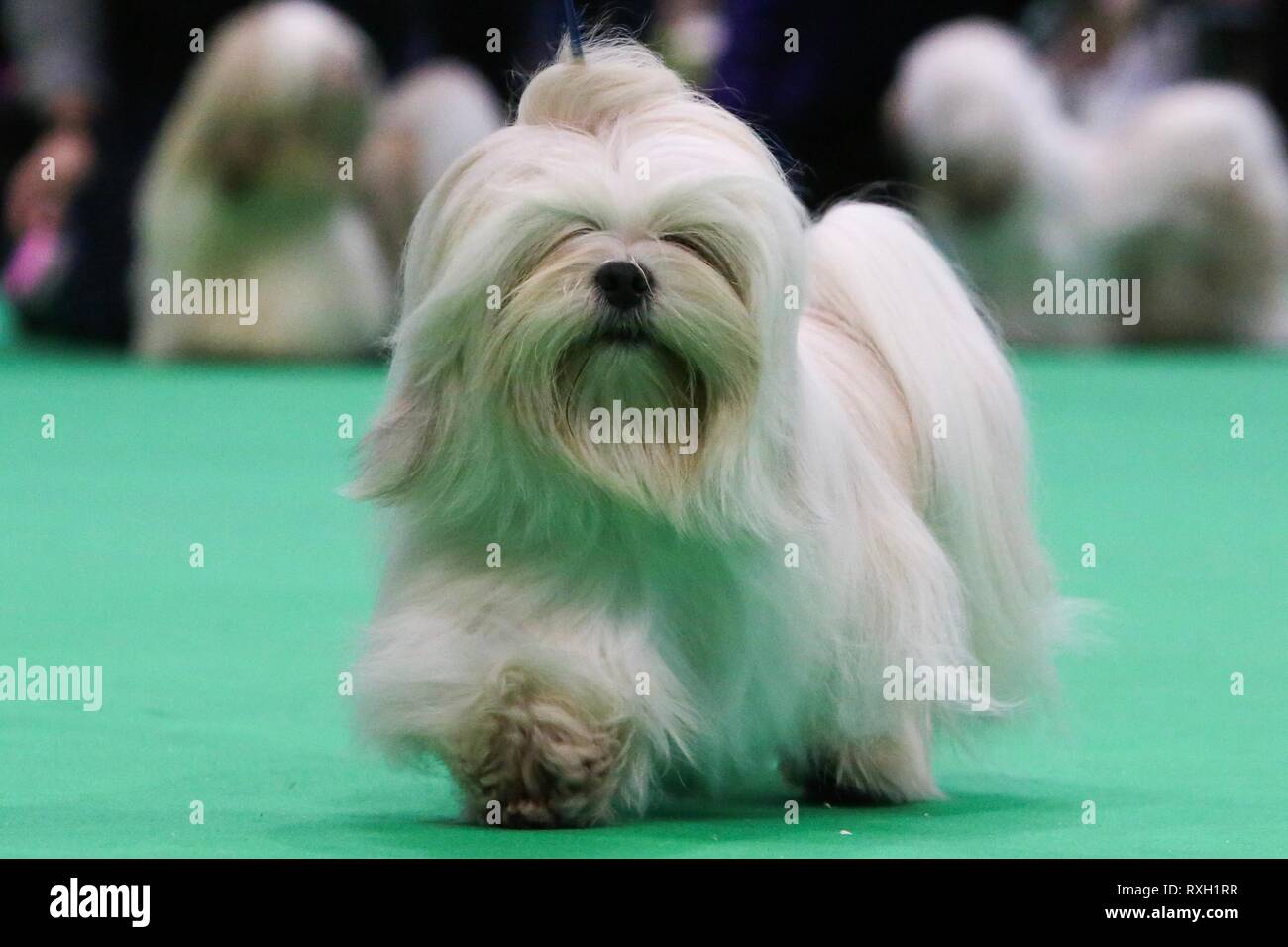 crufts judges 2019