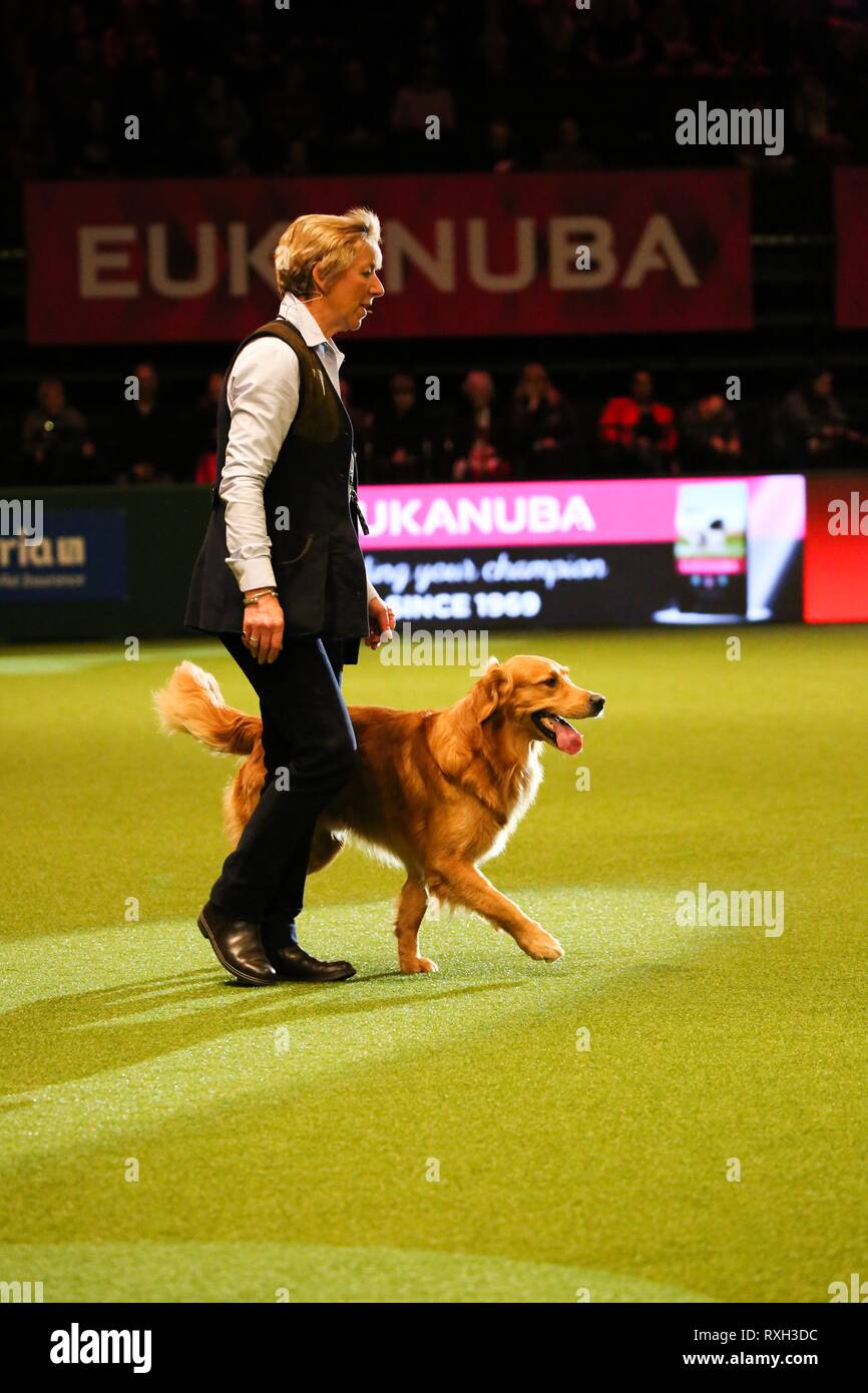 crufts 2019 gundog day