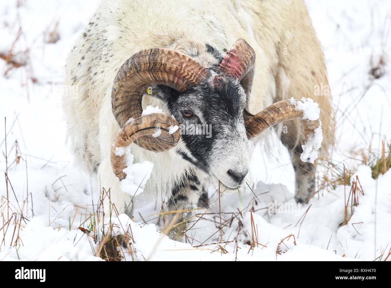 Callander, Stirlingshire, Scotland, UK. 10th Mar 2019. A meagre meal for a sheep after heavy snow falls in Callander, Stirlingshire. Credit: Kay Roxby/Alamy Live News Stock Photo