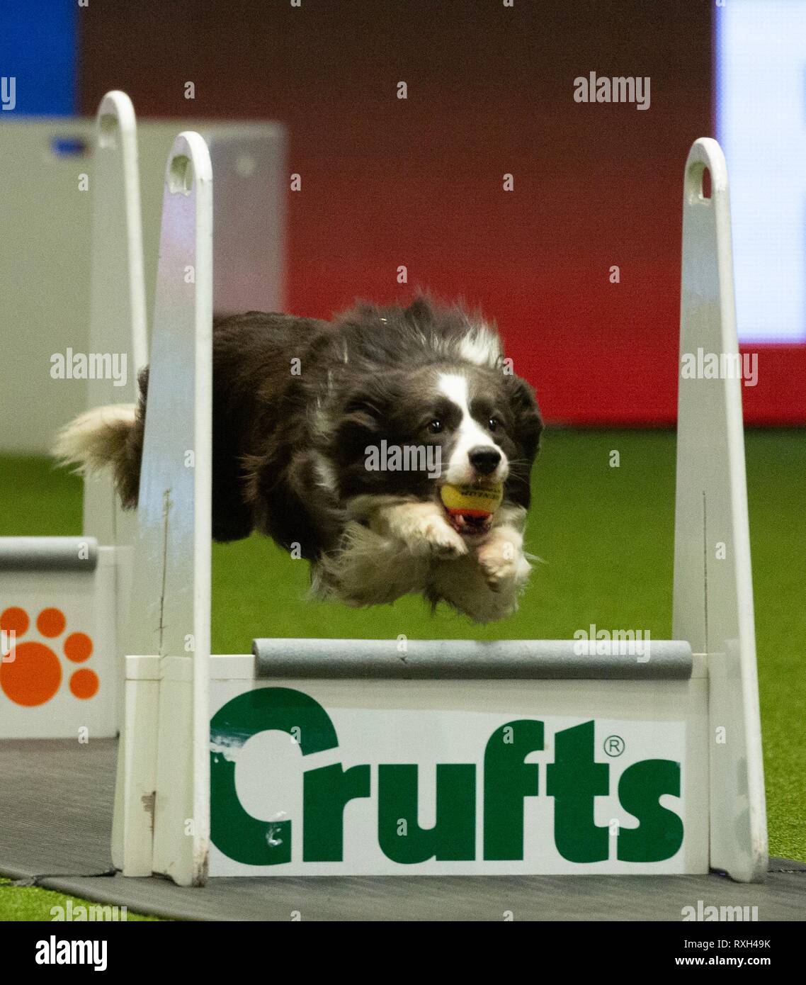 crufts 2019 flyball