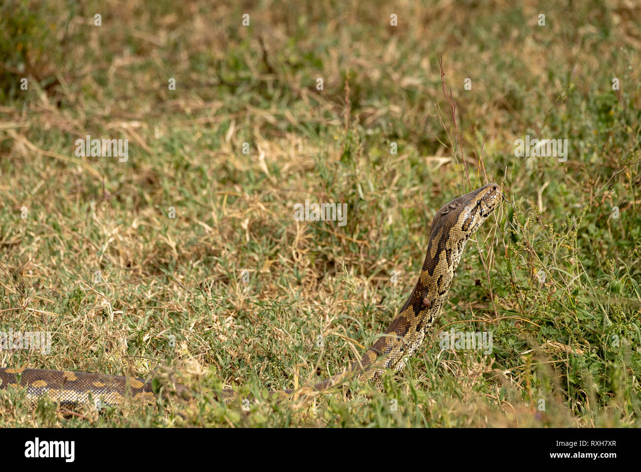 African Python in frass in Serengeti Tanzania Stock Photo - Alamy