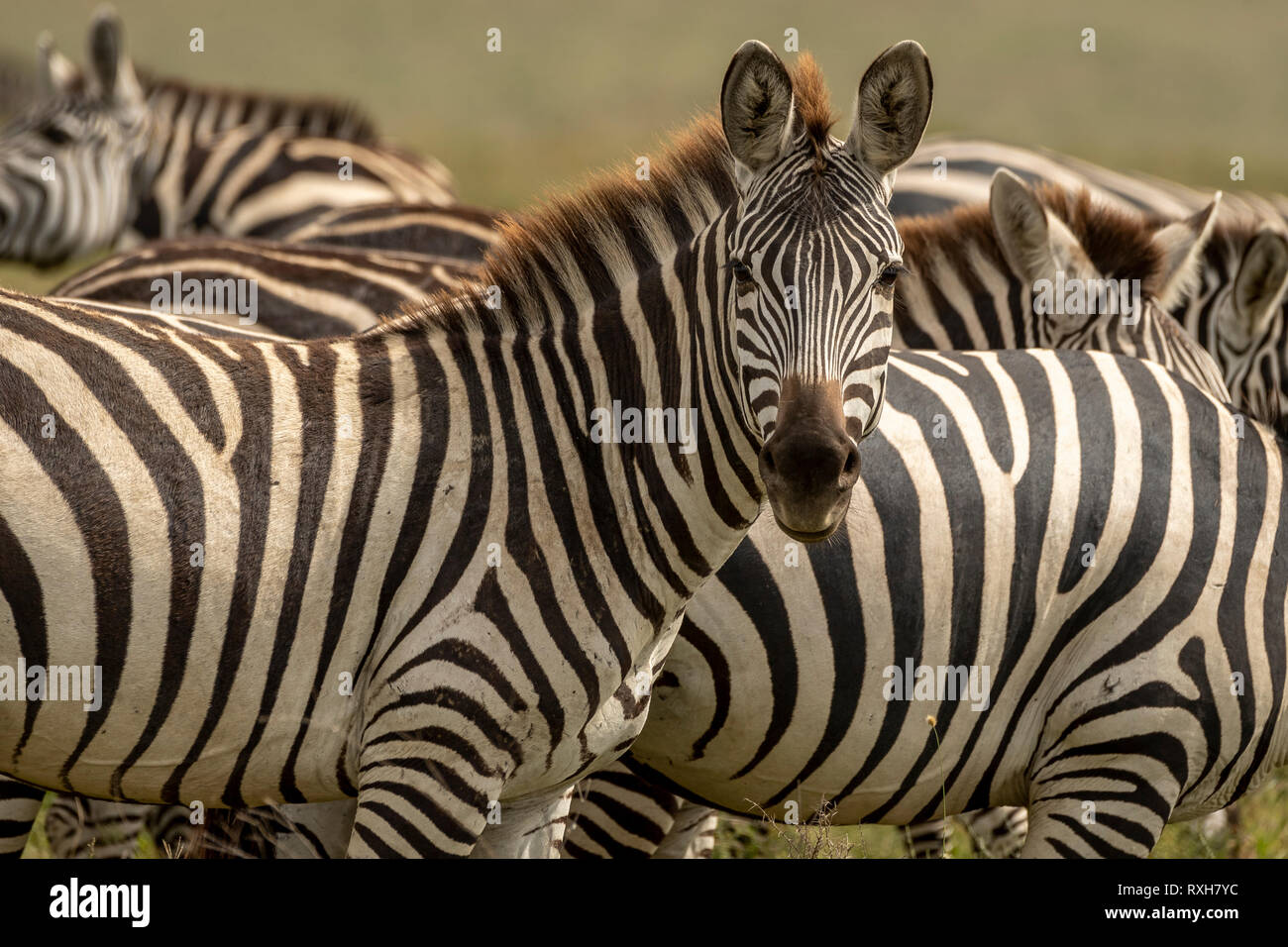 Grants zebra (Equus quagga boehmi) in the Serengeti in Tanzania Stock ...