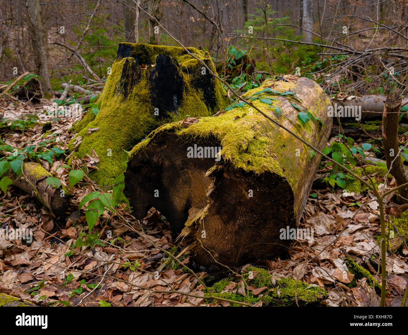 Old growth forest russia hi-res stock photography and images - Alamy