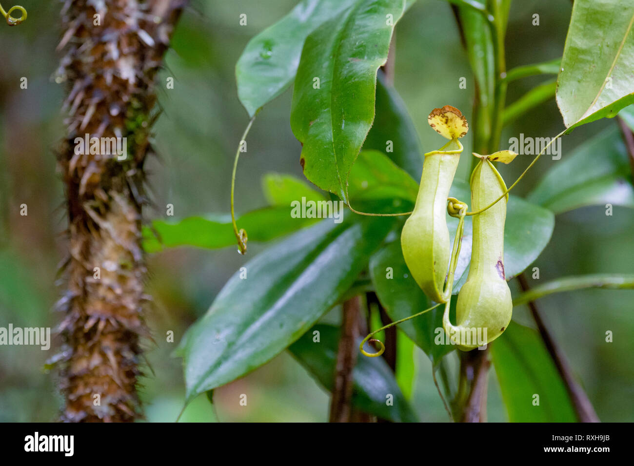 Pitcher of nepenthes distillatoria a hires stock photography and