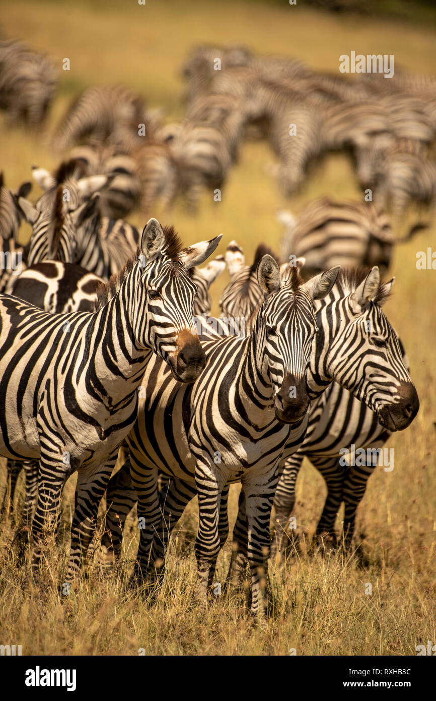 Grants zebra (Equus quagga boehmi) in the Serengeti in Tanzania Stock ...