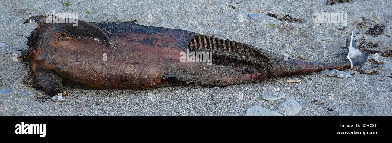 Dolphin carcase, 310316 Stock Photo