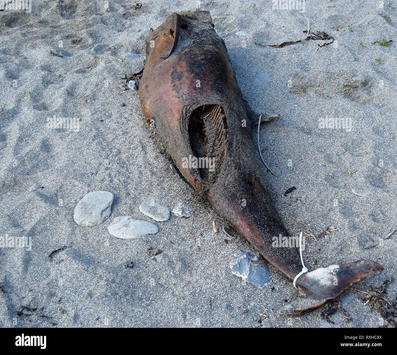 Dolphin carcase, 310316 Stock Photo
