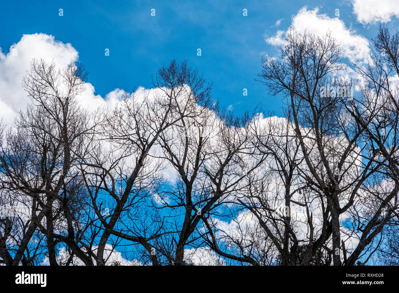 Fremont cottonwood trees against cumulus clouds & clear blue sky; Vandaveer Ranch; Salida; Colorado; USA Stock Photo