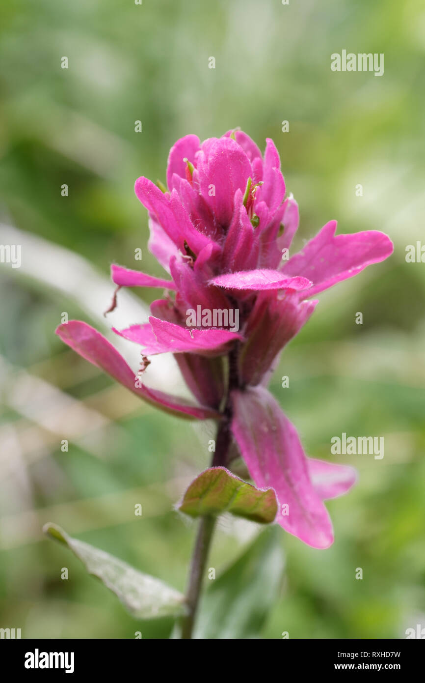 An Indian paintbrush in Wyoming Stock Photo Alamy