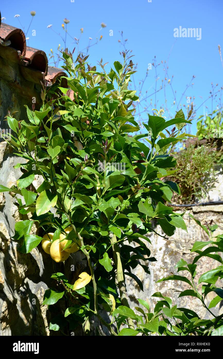 one lemon tree with lemons Stock Photo