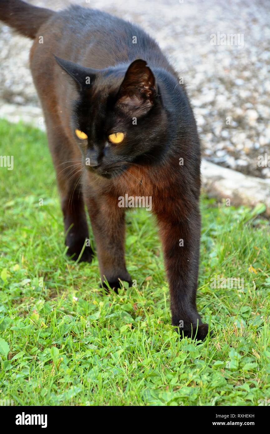 Stare staring look looking hi-res stock photography and images - Alamy