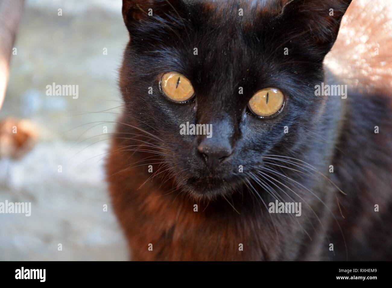 a black cat staring Stock Photo