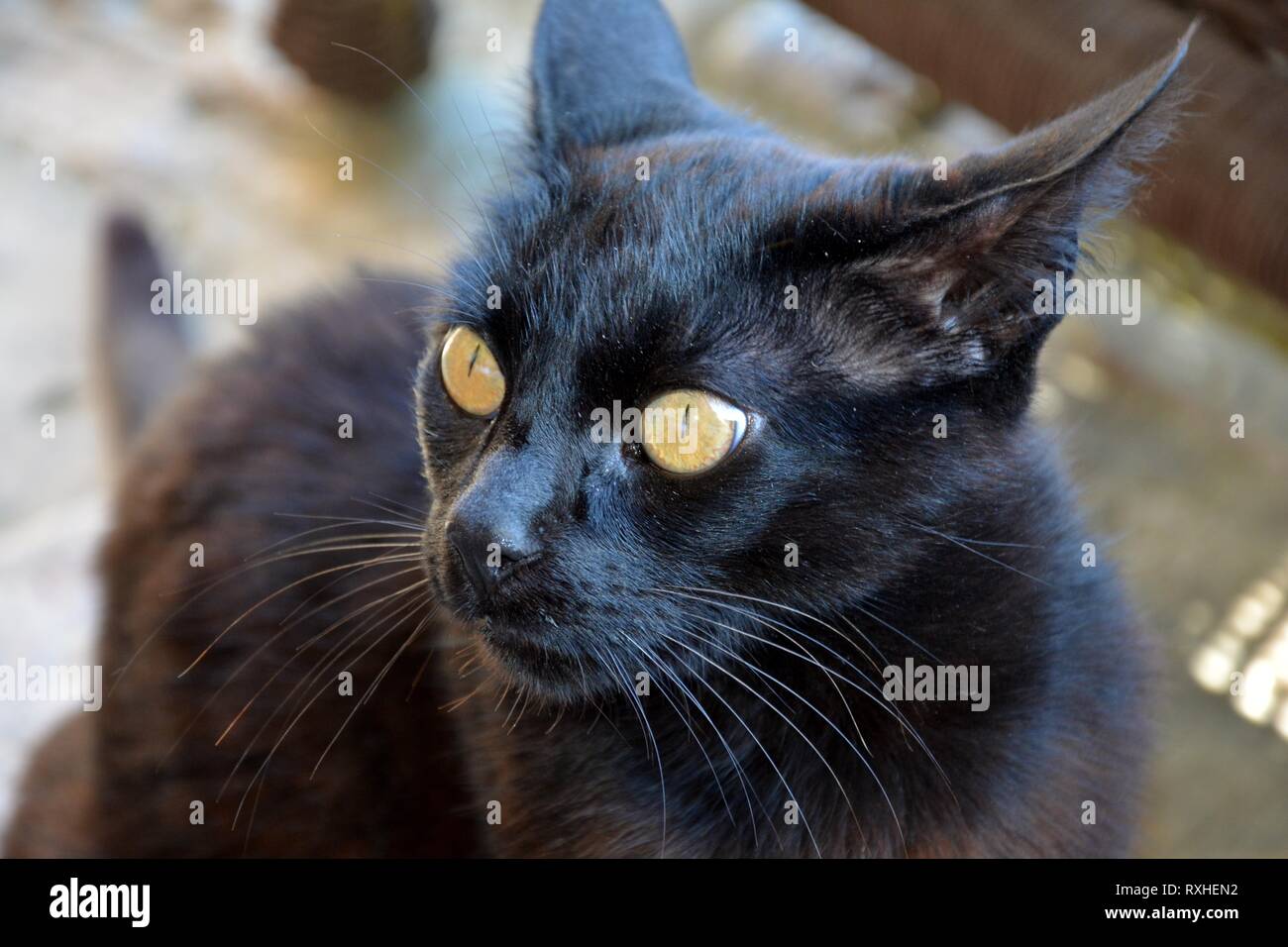 a black cat staring Stock Photo Alamy