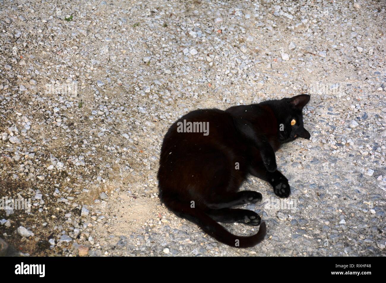 a black cat laying on the floor Stock Photo - Alamy