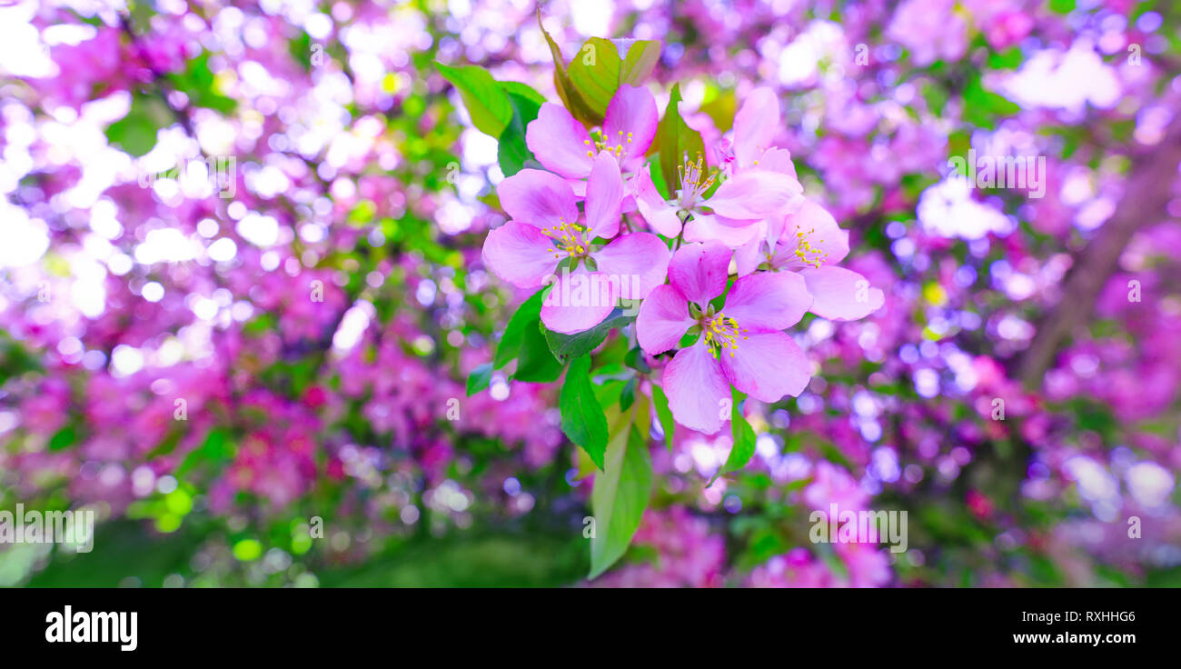 Natural Branch Of Purple Cherry Blossom During Spring Season Tree Of Apple Blossoms In Stunning Sunny Day Beautiful Pink Flowers As Background For E Stock Photo Alamy Natural Branch Of Purple Cherry Blossom During Spring Season Tree Of Apple Blossoms In Stunning Sunny Day Beautiful Pink Flowers As Background For E Stock Photo Alamy