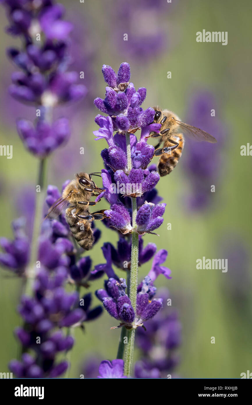 Image Of Honey Bees High Resolution Stock Photography and Images Alamy