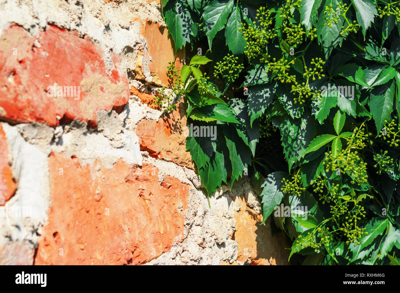 Self-clinging Vine Plants on Brick Wall. Abstract Brickwork Background. Copy Space Stock Photo