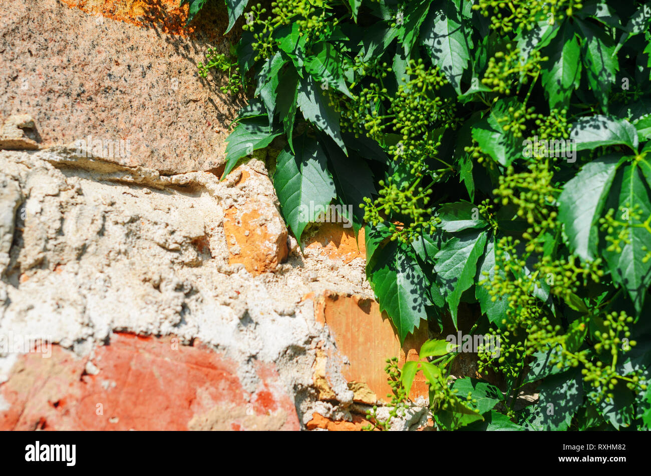 Self-clinging Vine Plants on Brick Wall. Abstract Brickwork Background. Copy Space Stock Photo