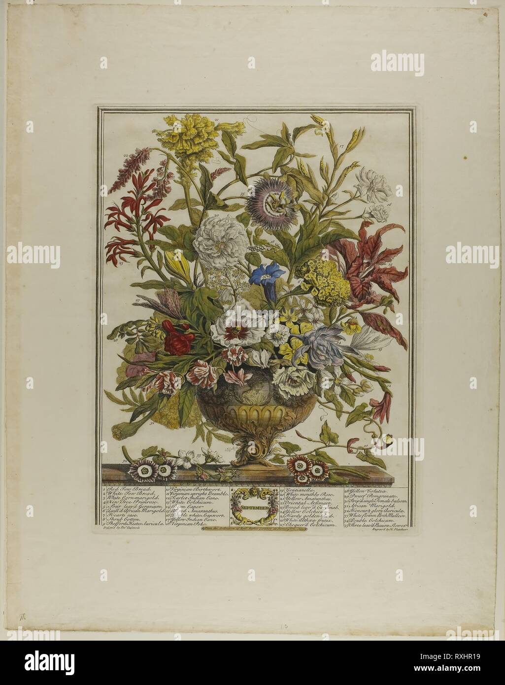 September, from Twelve Months of Flowers. Henry Fletcher (English,  1710-1750); after Peter Casteels III (Flemish, 1684-1749). Date: 1730-1750.  Dimensions: 405 × 305 mm (image); 600 × 465 mm (sheet). Hand-colored  etching on