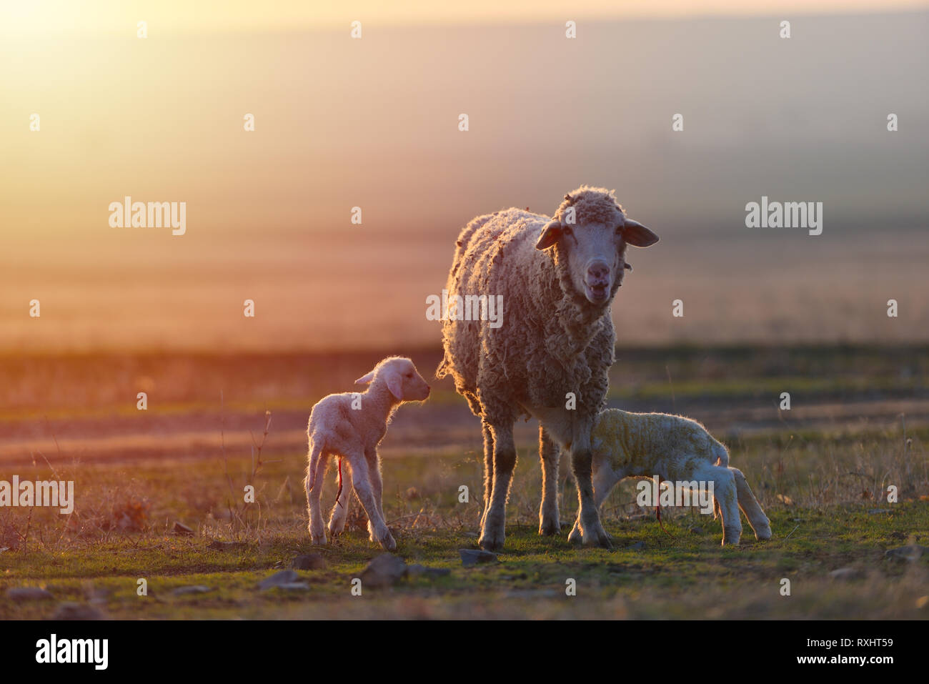 Two newborn lambs and sheep on field in warm sunset light Stock Photo ...