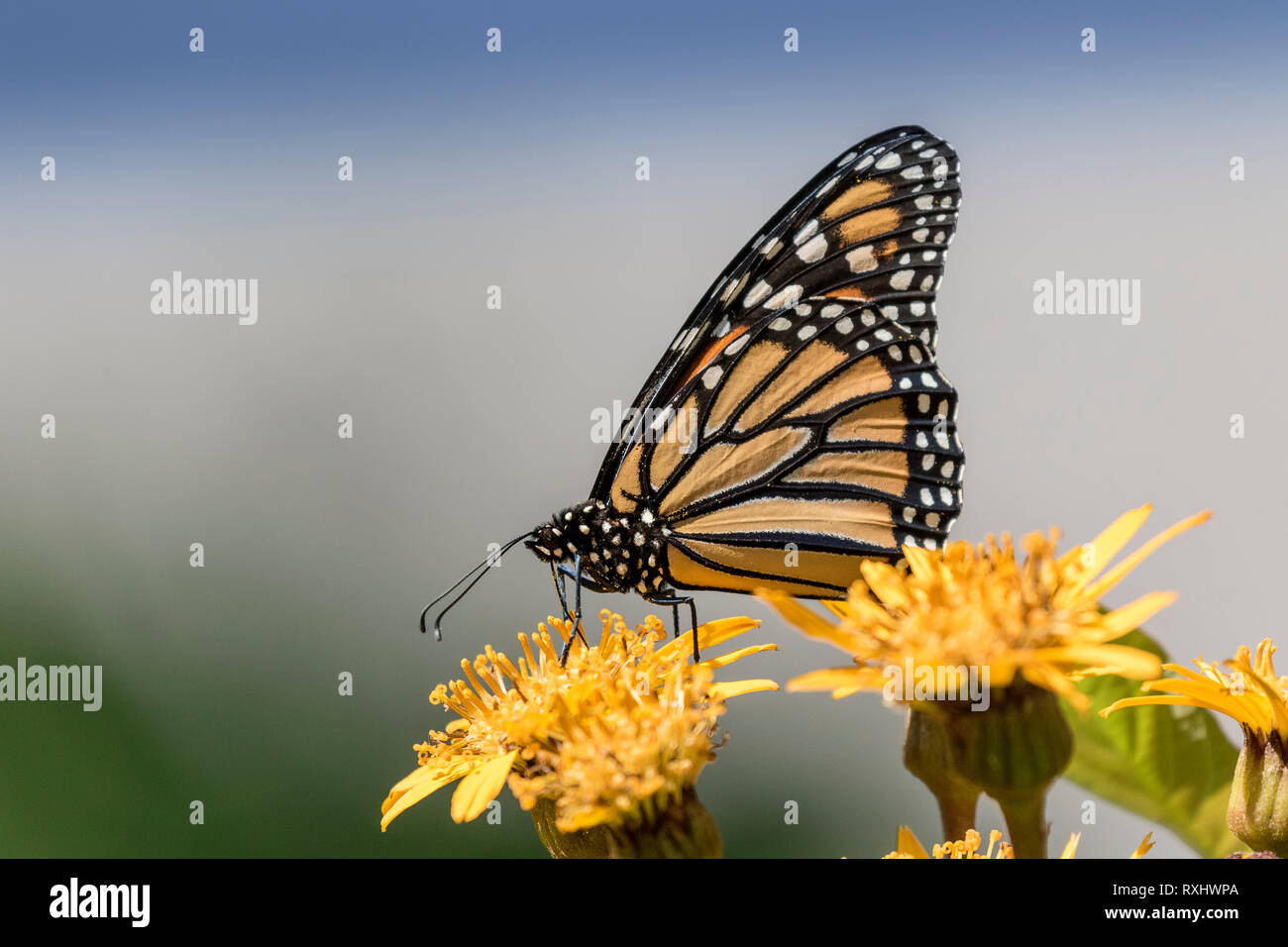 Butterflies Of Ontario High Resolution Stock Photography and Images Alamy