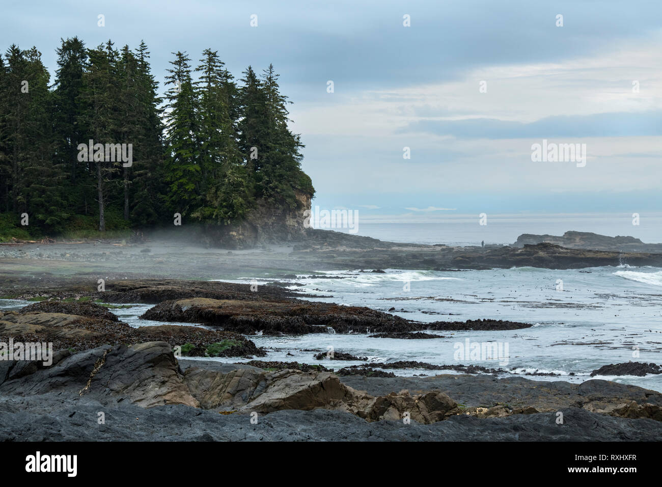 Botanical Beach, Juan de Fuca Trail, Port Renfrew, Vancouver Island, BC, Canada Stock Photo
