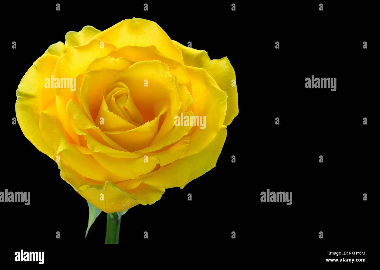 One yellow rose isolated on black background. Stock Photo