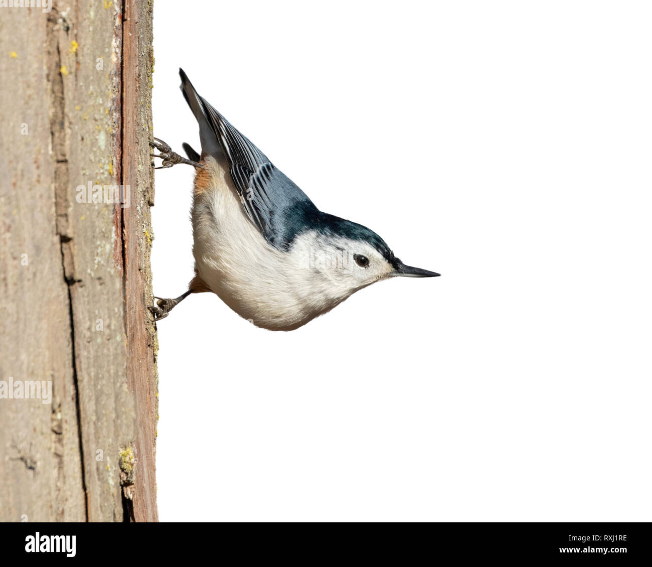 White-breasted nuthatch (Sitta carolinensis) on a tree trunk, isolated on white background, clipping path attached. Stock Photo