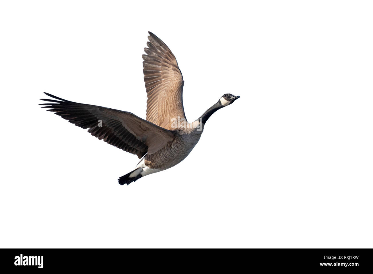 Canada goose (Branta canadensis) flying, isolated on white background, clipping path attached. Stock Photo