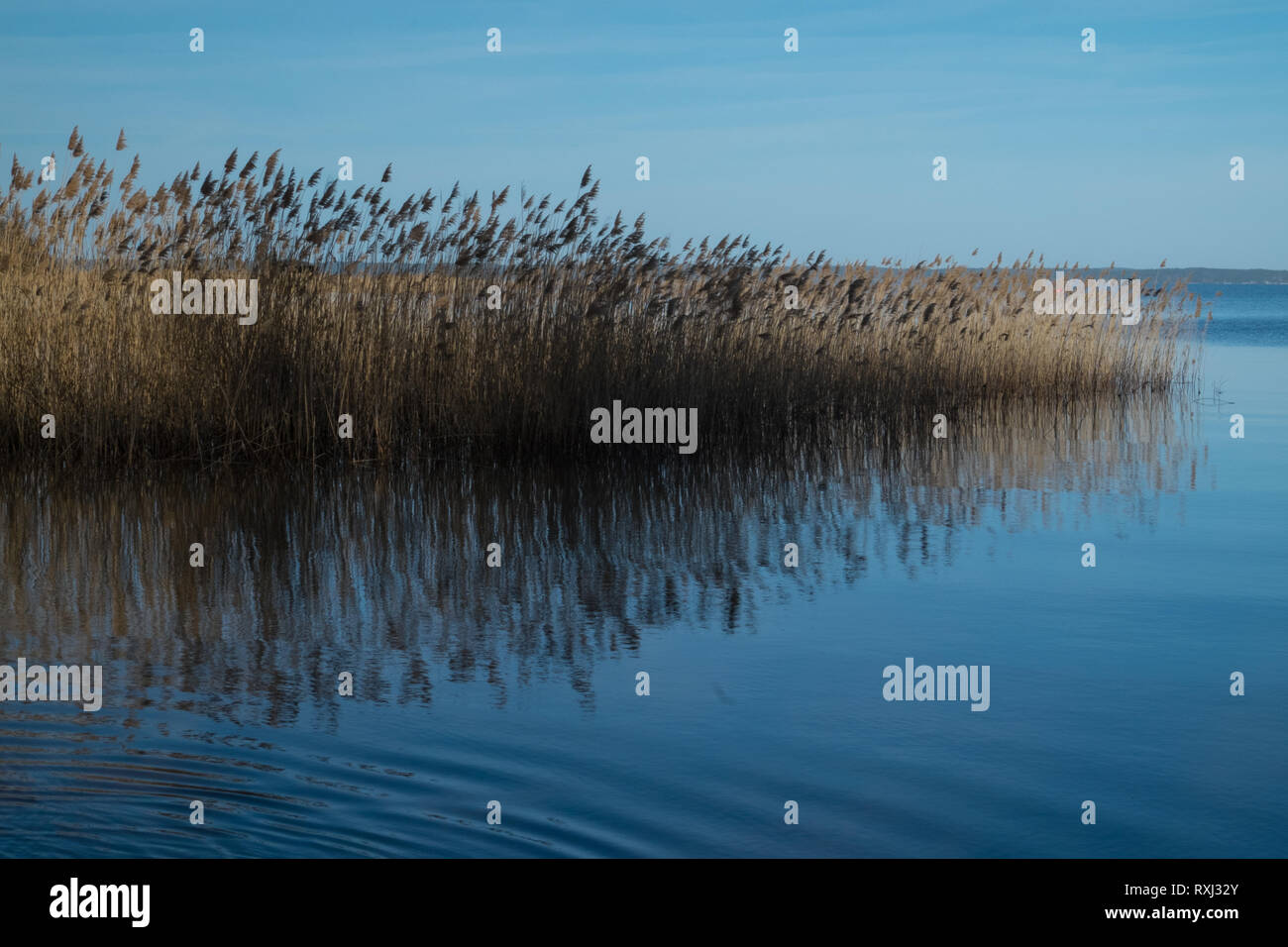 European Reed Beds Tall reed bed hi-res stock photography and images - Alamy