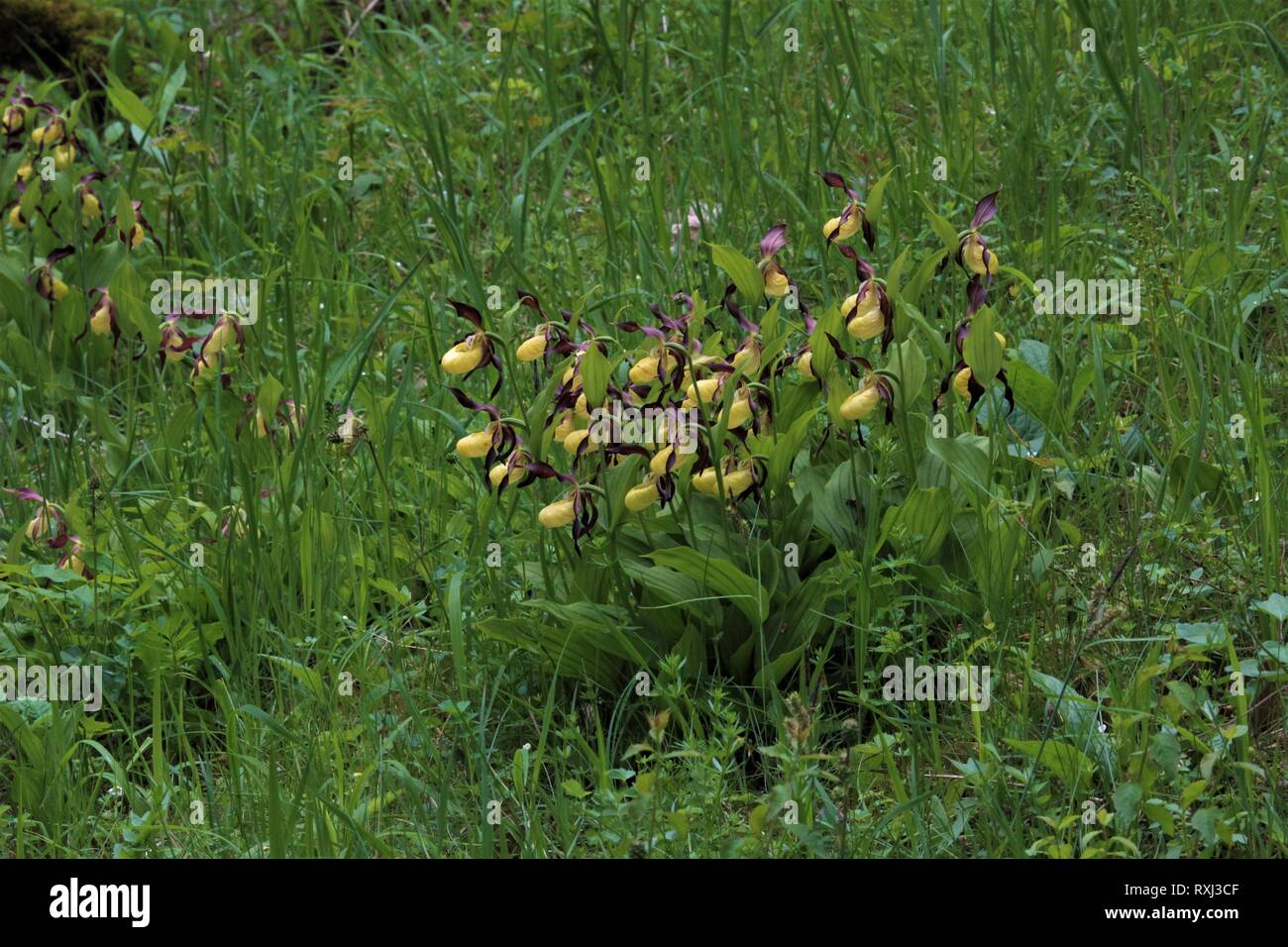 Yellow Ladyslipper (Cypripedium calceolus) Solling-Vogler, Germany Stock Photo