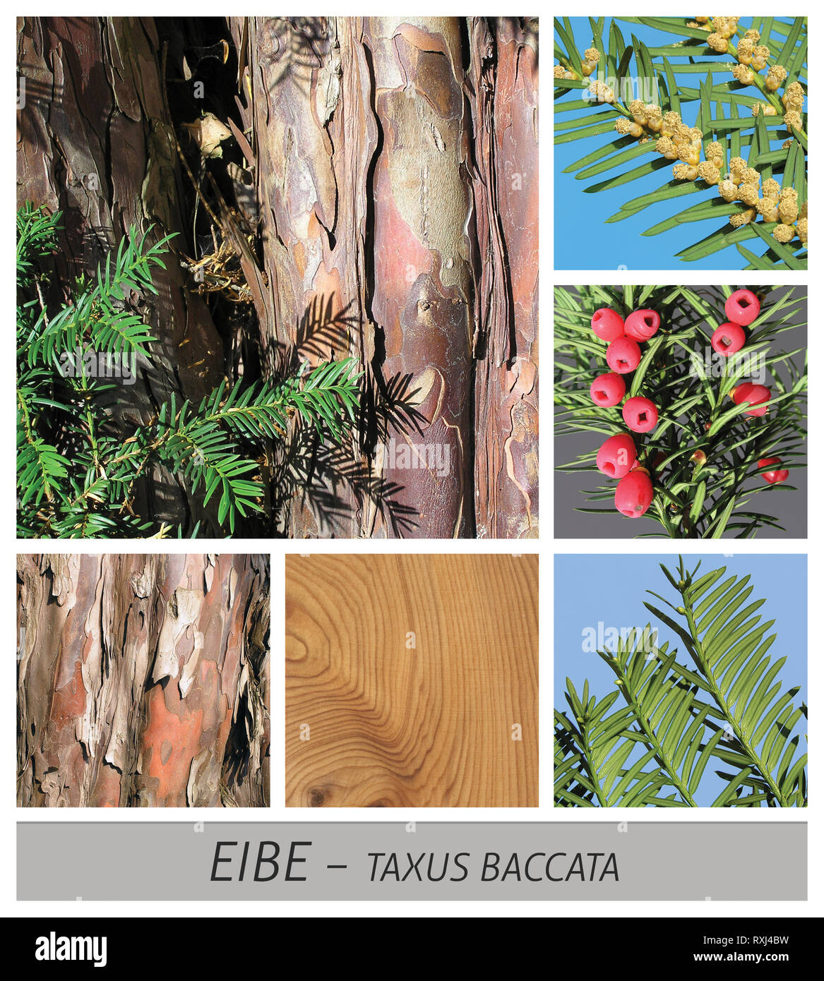 yew, taxus, baccata, conifer, cones, wood, bark, cow Stock Photo