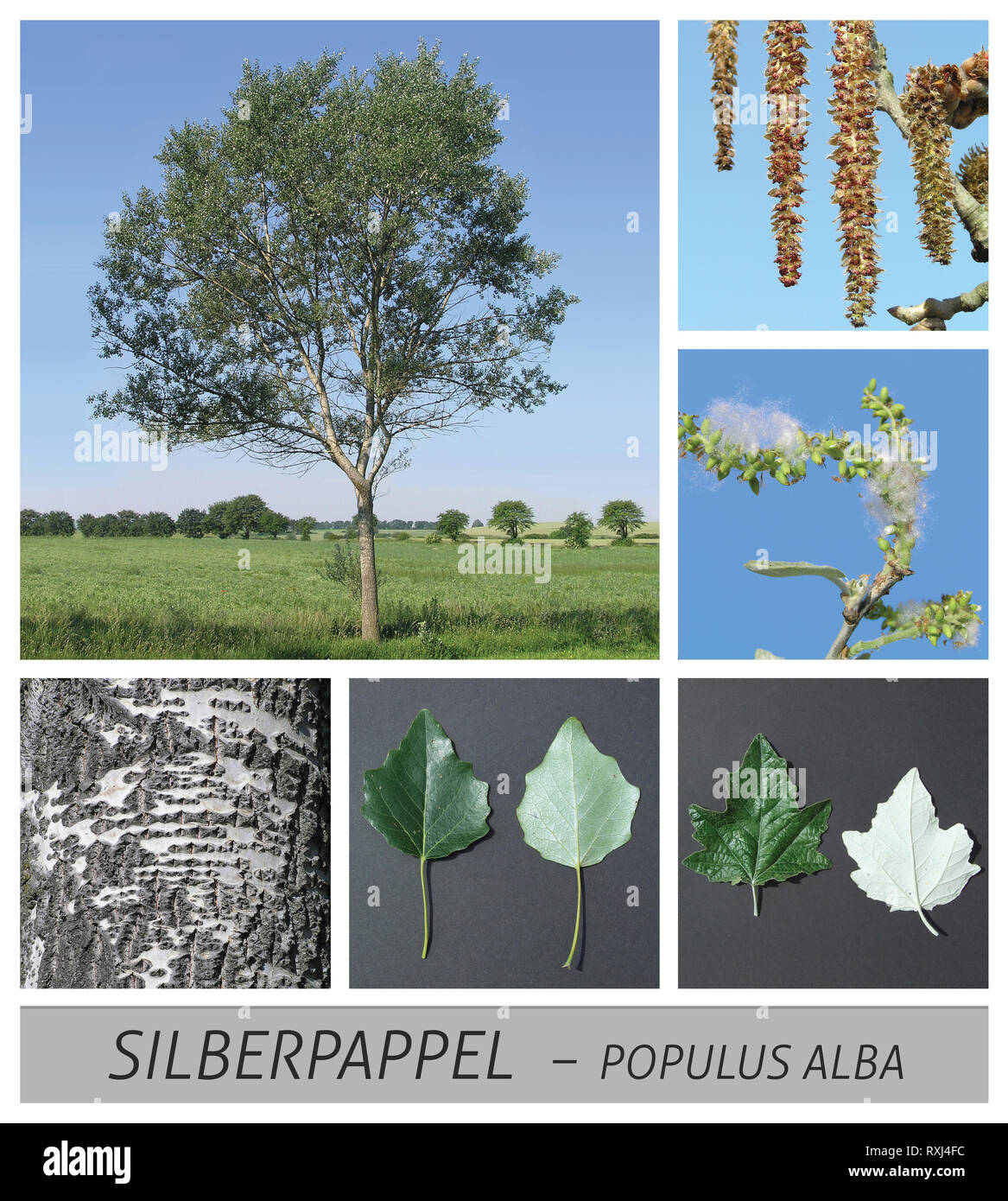 silver poplar, poplar, white poplar, fruit stands, populus, alba Stock Photo