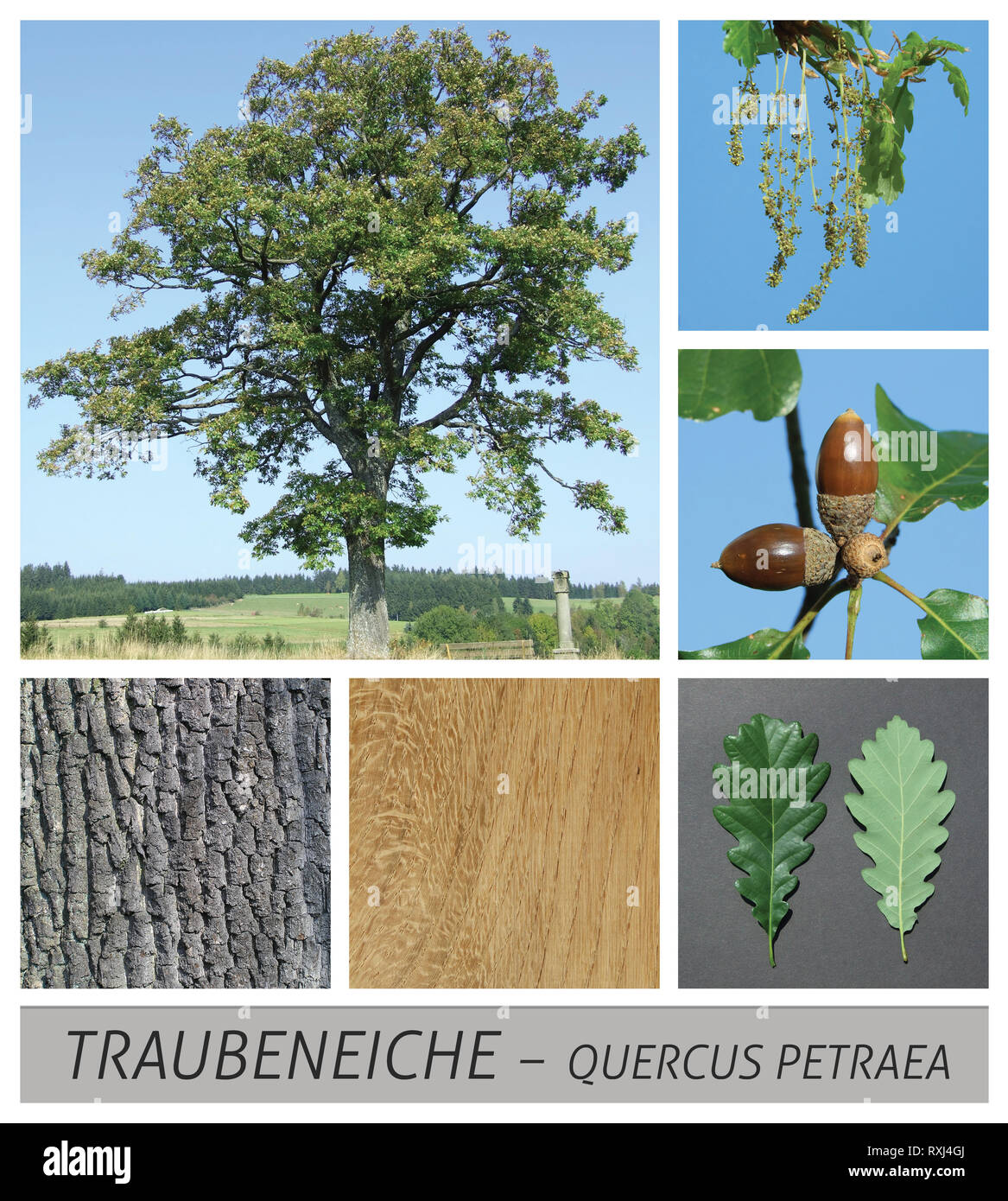 oak, grape oak, wintereiche, quercus, petraea, german oak, acorn Stock Photo