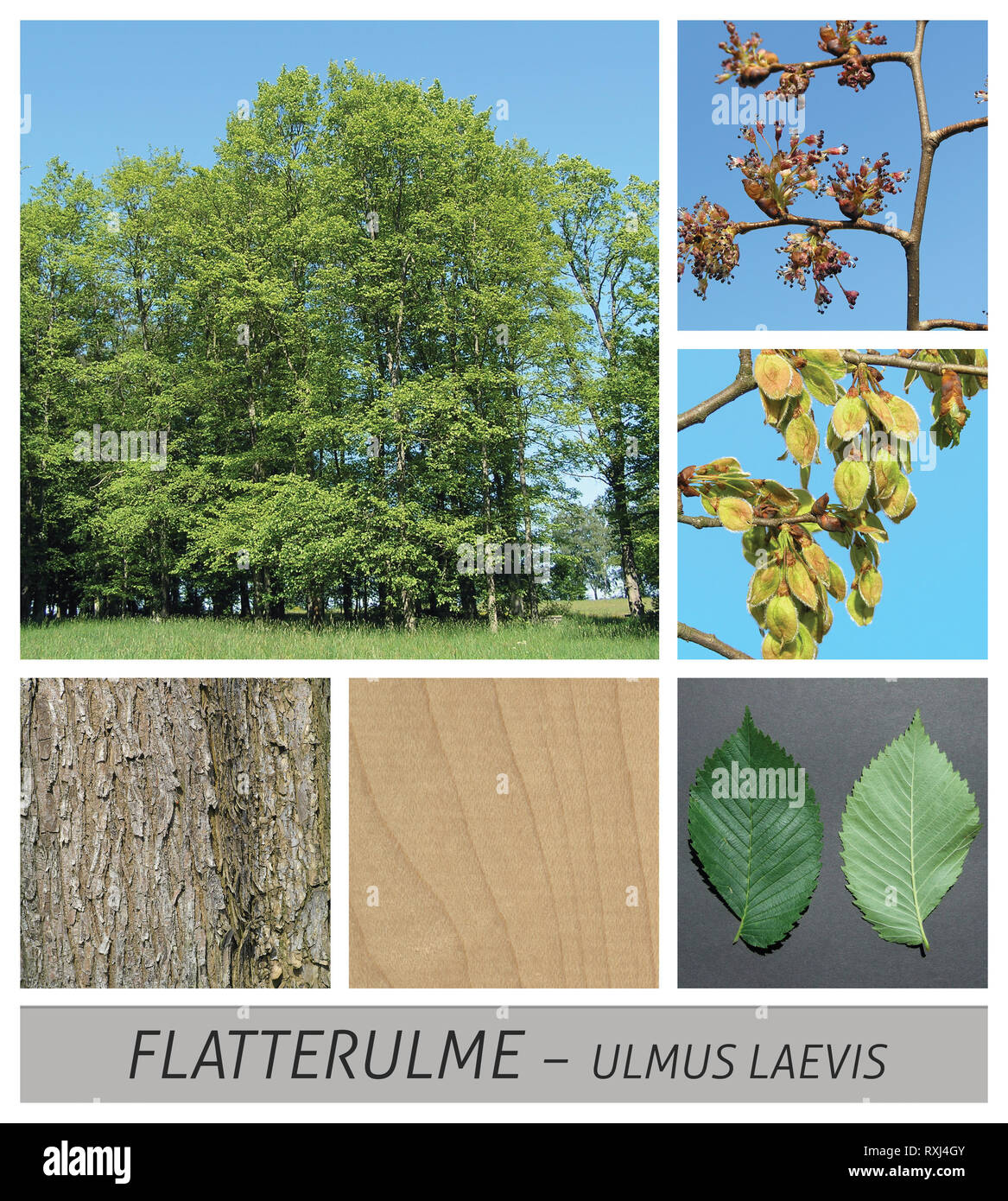 elm, ulmus glabra, flowers, fruits, green, ripe, sky, wood, collage Stock Photo