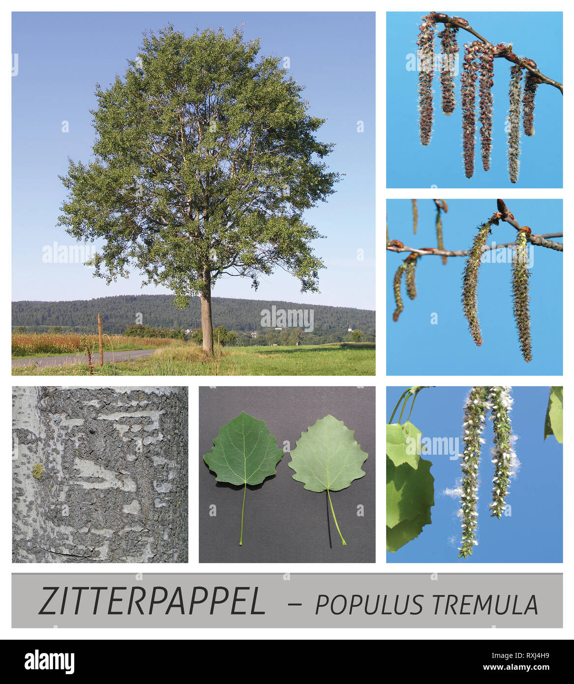 aspen, poplar, aspe, populus, tremula, short shoots, slow-motion Stock Photo