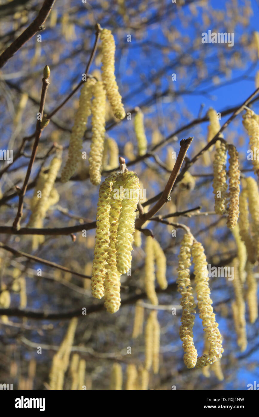 Uk tree catkin pollen hires stock photography and images Alamy