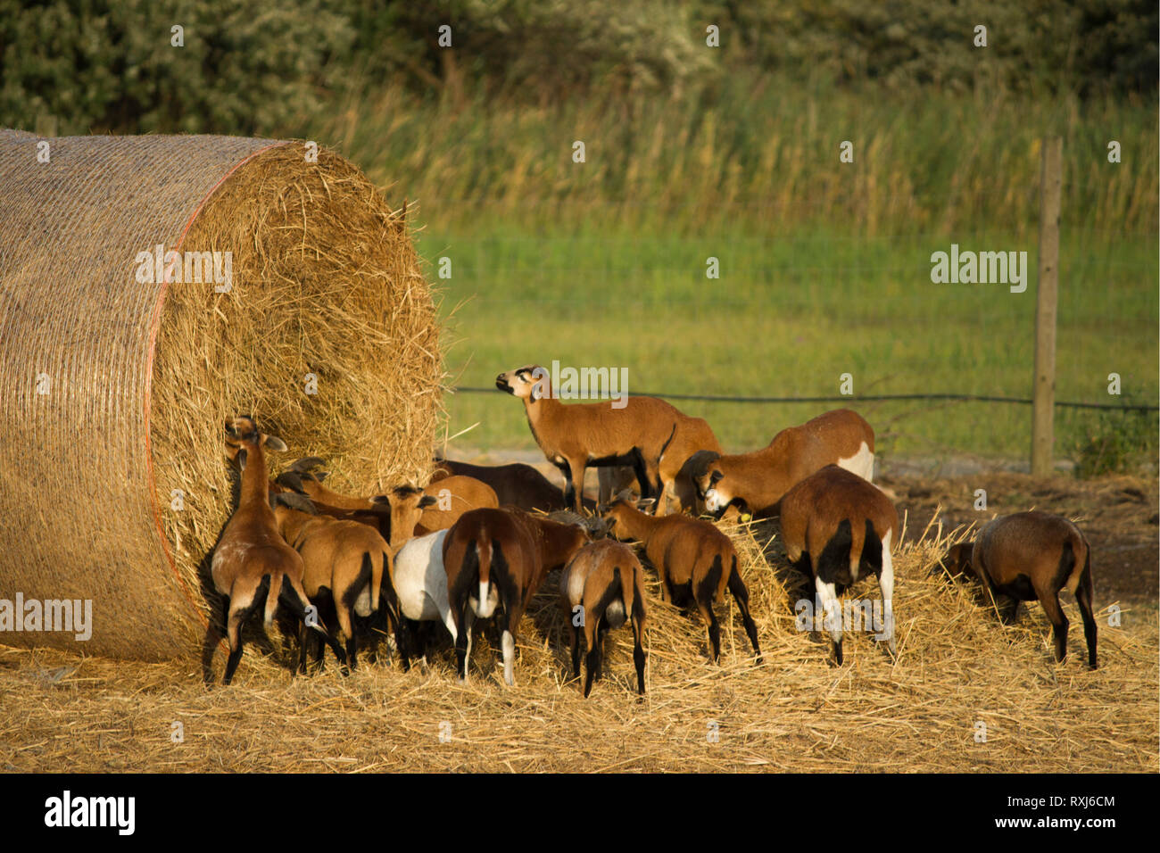 Goats of the Alpine breed. Herd of goats eating hay from hay bale