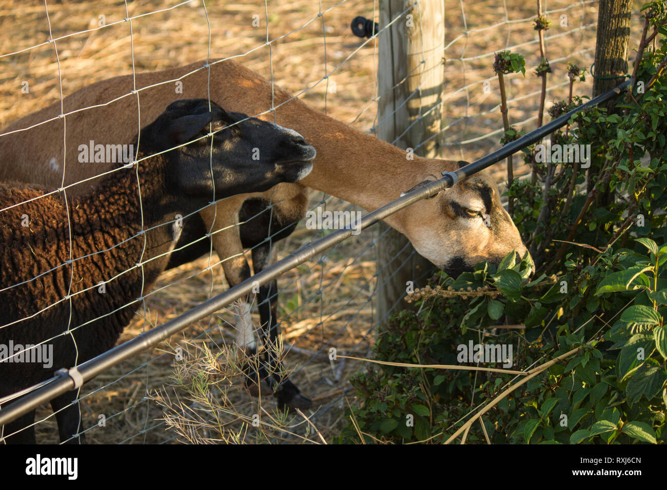 Goat of the Alpine breed and black sheep closeup. Goat eating bush behind the fence. Pasture for animals, summer day. Countryside Austria Stock Photo