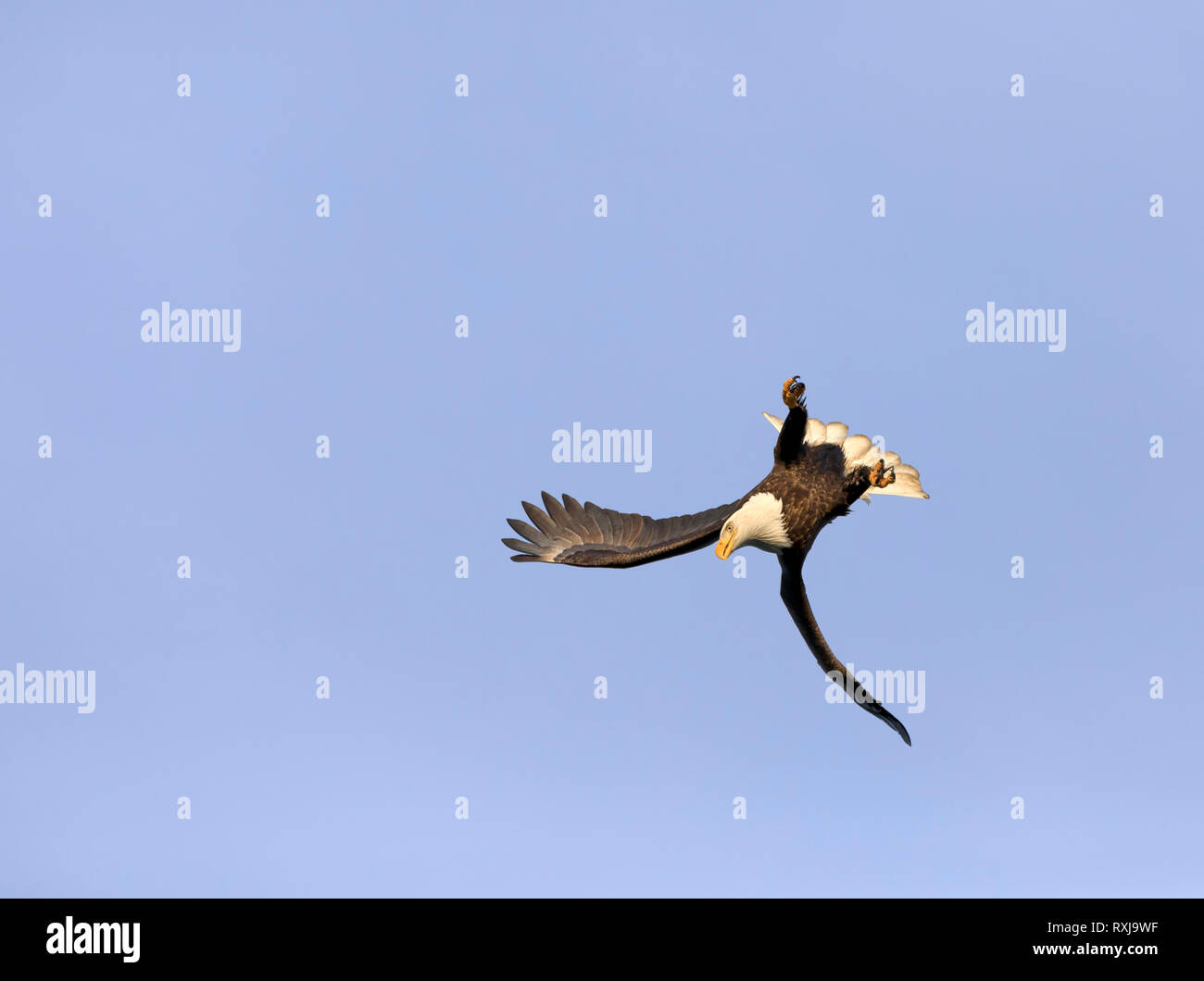 Bald eagle, Haliaeetus leucocephalus, diving for fish Stock Photo