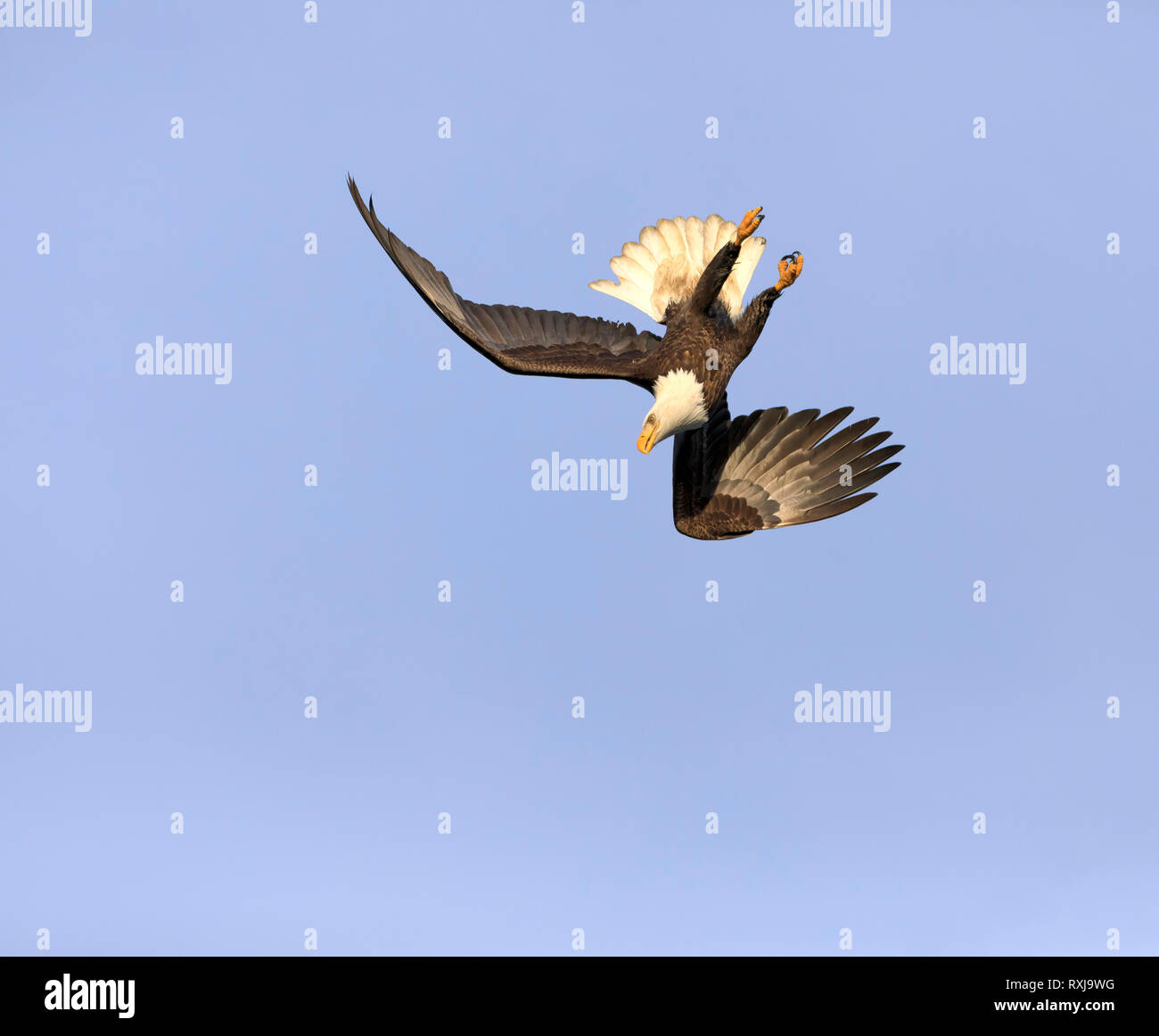 Bald eagle, Haliaeetus leucocephalus, diving for fish Stock Photo