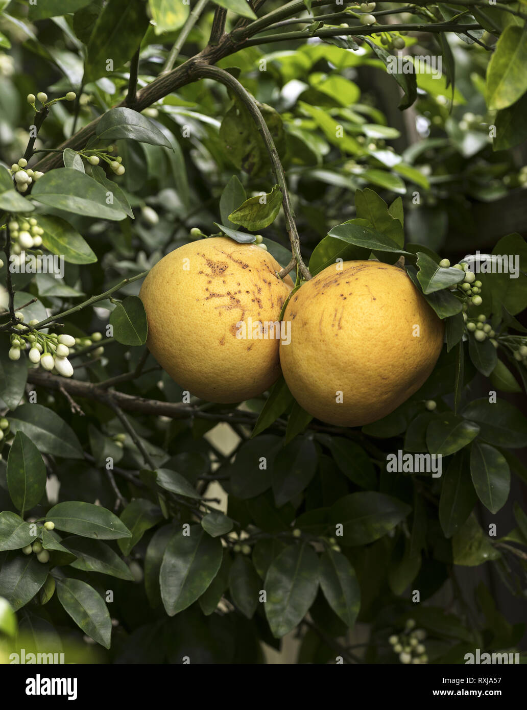 Two grapefruits grow on one branch of a tree Stock Photo Alamy