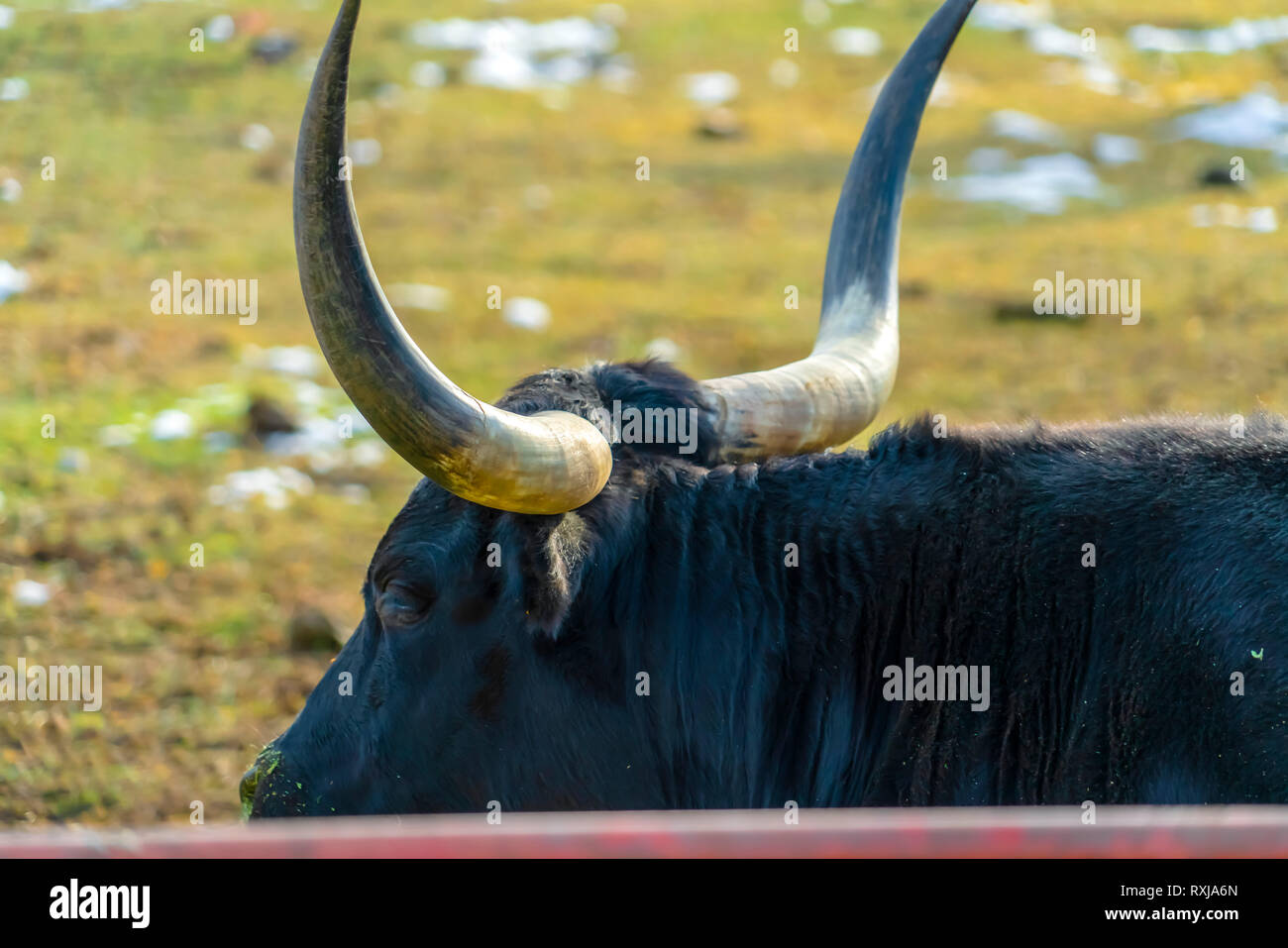 Bull Long Horns Grazing High Resolution Stock Photography and Images