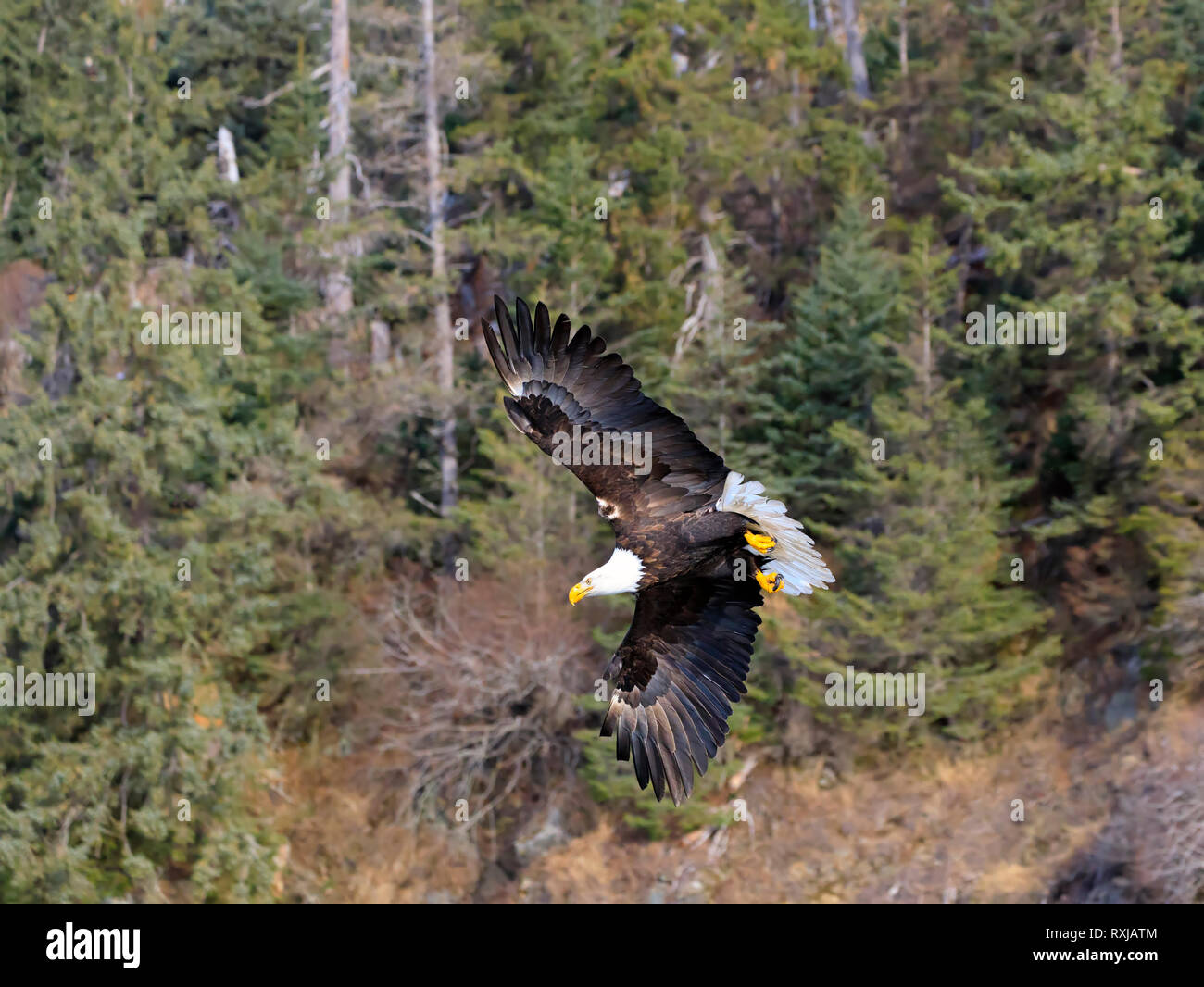 Bald eagle, Haliaeetus leucocephalus, in flight Stock Photo