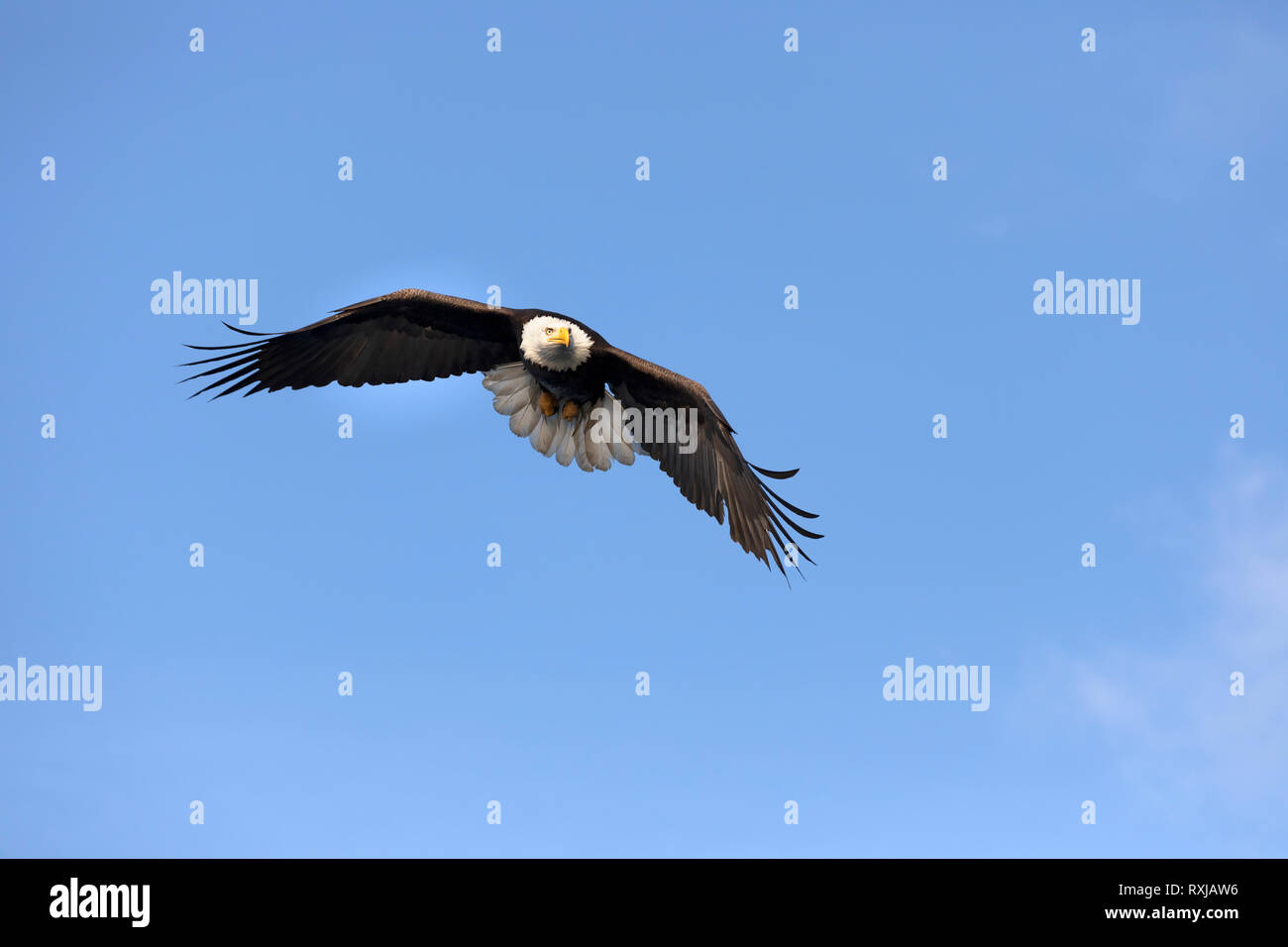 Bald eagle, Haliaeetus leucocephalus, in flight Stock Photo