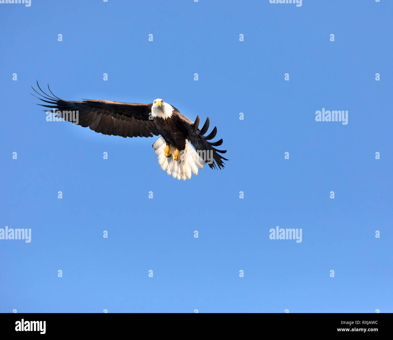 Bald eagle, Haliaeetus leucocephalus, in flight Stock Photo - Alamy