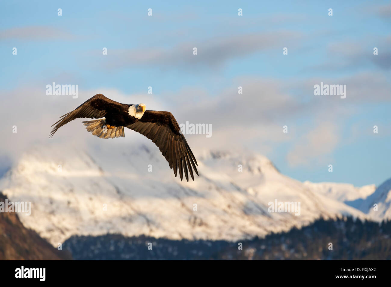 Bald eagle, Haliaeetus leucocephalus, in flight Stock Photo