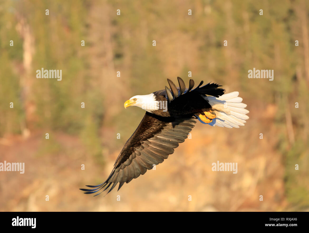 Bald eagle, Haliaeetus leucocephalus, in flight Stock Photo - Alamy