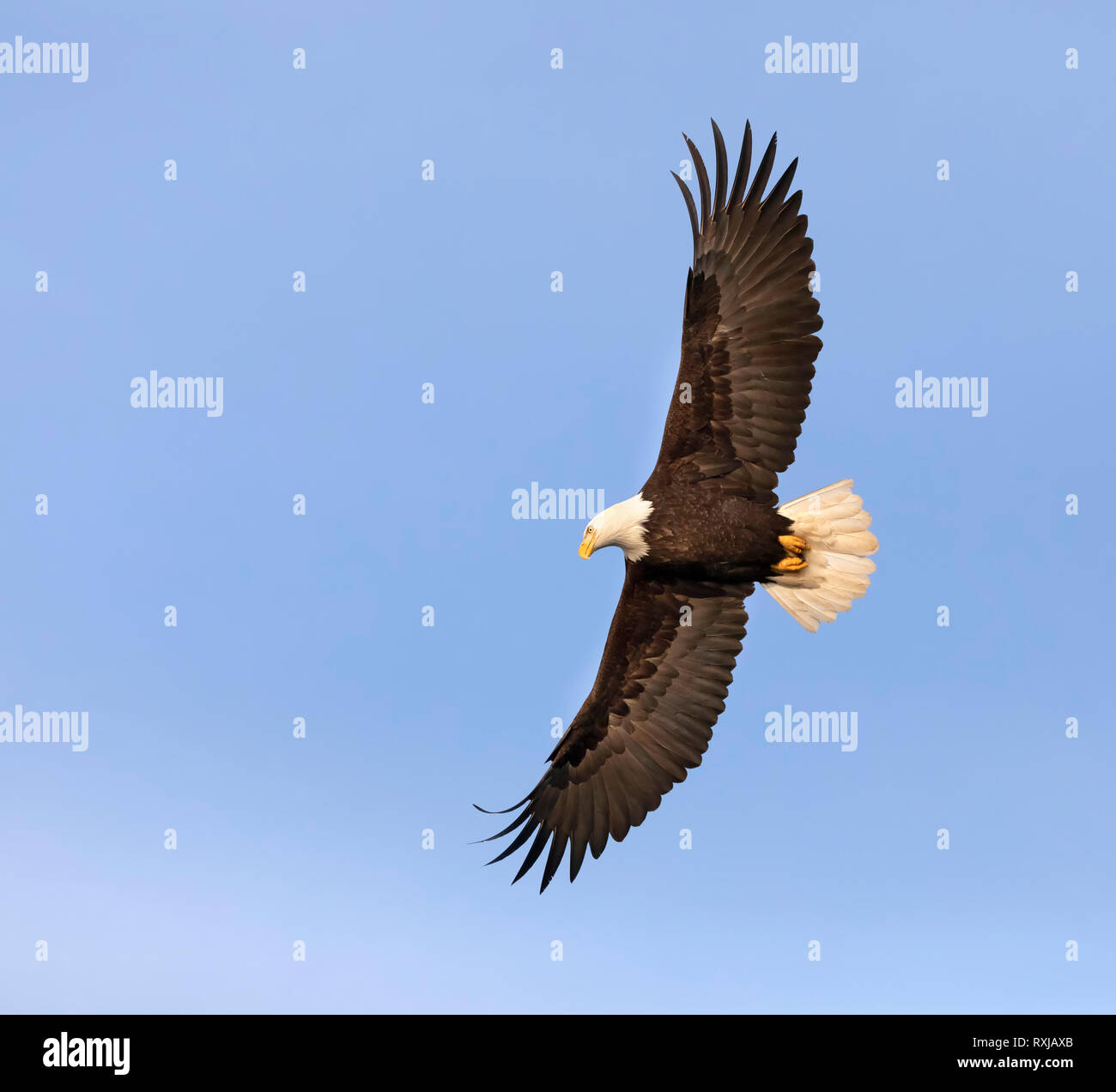 Bald eagle, Haliaeetus leucocephalus, in flight Stock Photo