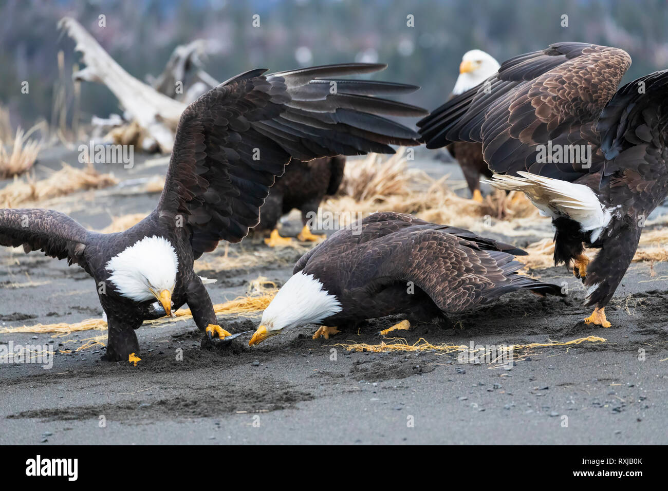 Bald Eagles, Haliaeetus leucocephalus, on the beach fighting over fish Stock Photo